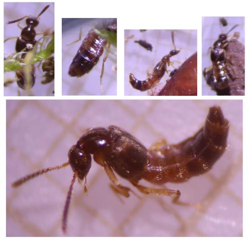 Réf. 318 181 : Bolitochara sp.